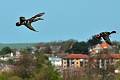 04 05 16_5555_edited-1